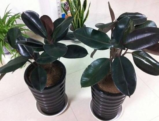 橡皮樹盆景怎么養(yǎng)護(hù)，橡皮樹的四季養(yǎng)護(hù)方法