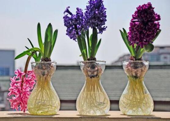 風(fēng)信子種球發(fā)霉怎么辦，涂抹滅菌靈、保持創(chuàng)面干燥