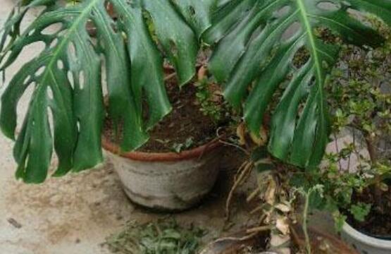 龜背竹怎么繁殖，龜背竹繁殖方法