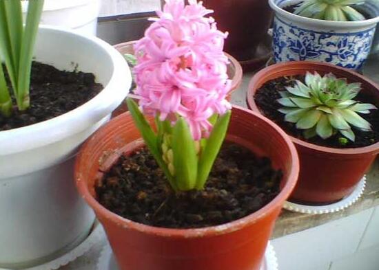 風信子怎么修剪，風信子修剪方法過程