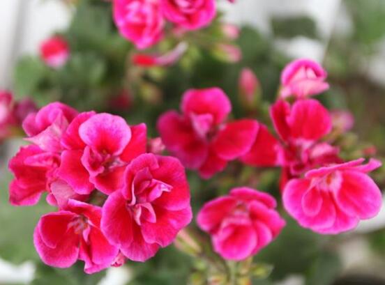 天竺葵品種大全，細(xì)數(shù)天竺葵七大品種