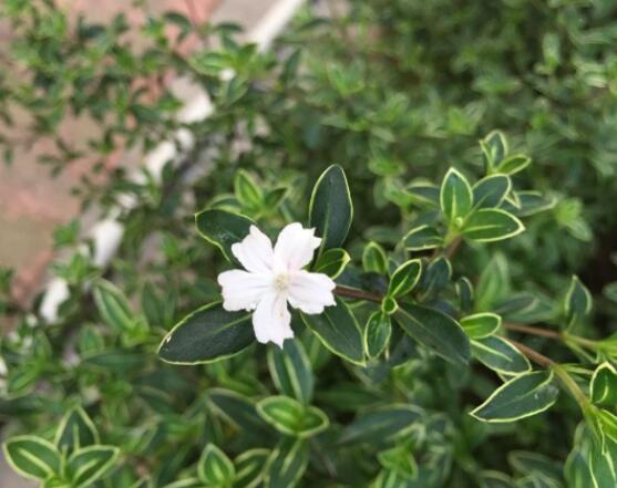 怎樣養(yǎng)好六月雪，盆土是關(guān)鍵/做好澆水施肥