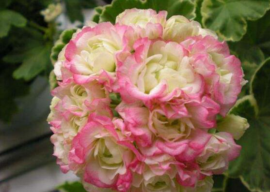 天竺葵的功效與作用，盤點(diǎn)天竺葵七大功效與作用