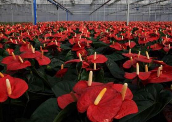 紅掌怎么繁殖，紅掌四大繁殖方法