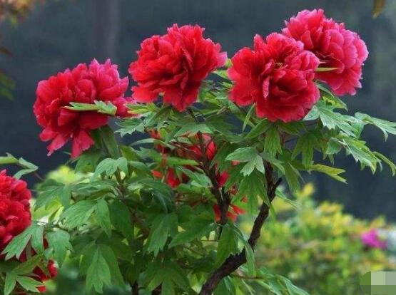 牡丹花怎么施肥，牡丹花施肥方法