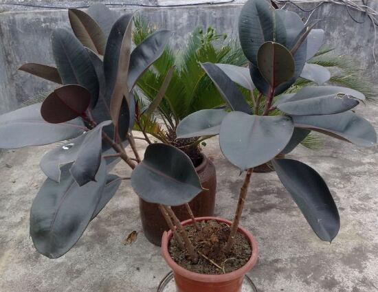 橡皮樹(shù)有幾個(gè)品種，橡皮樹(shù)品種圖片大全