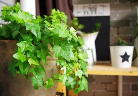 常春藤的水培方法，四個步驟讓你的常春藤郁郁蔥蔥