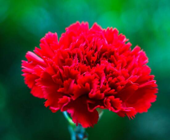 康乃馨的作用，凈化空氣、美化環(huán)境(五個要點)