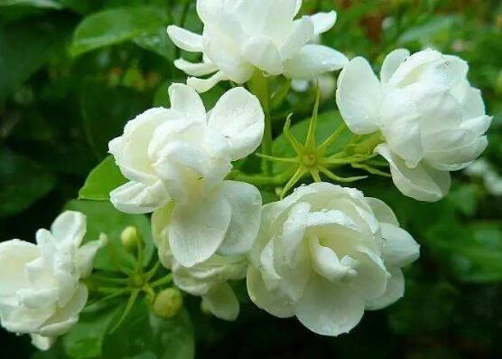 茉莉花圖片，潔白如雪、芳香迷人