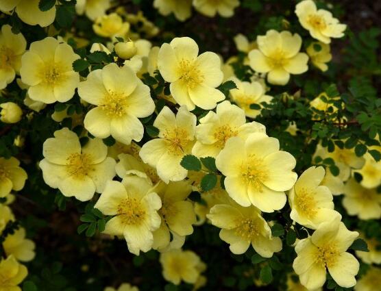 薔薇花的花語大全，細(xì)數(shù)薔薇花九大品種花語