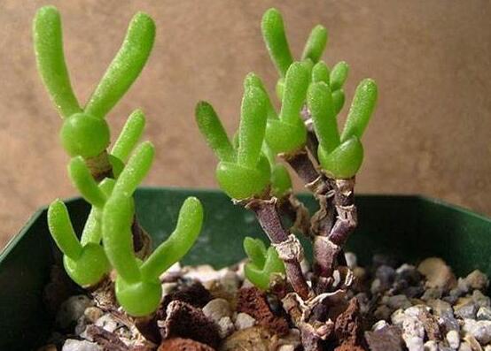 碧光環(huán)秋天怎么養(yǎng)，教你五點(diǎn)重要方法生長(zhǎng)碧綠