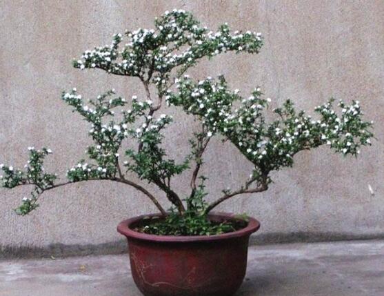 六月雪怎么繁殖，六月雪三大繁殖方法