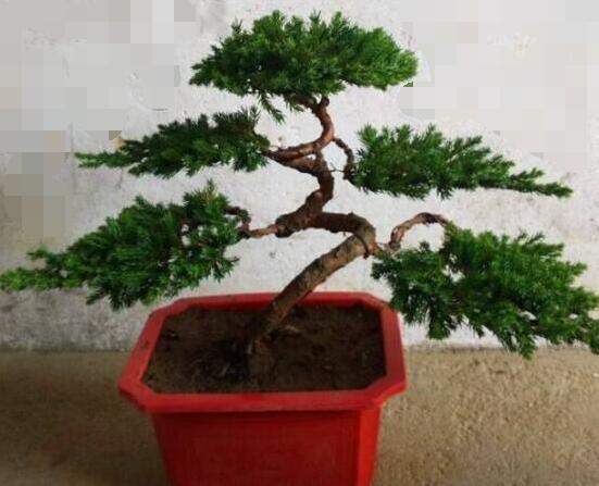 羅漢松怎么澆水，羅漢松澆水方法