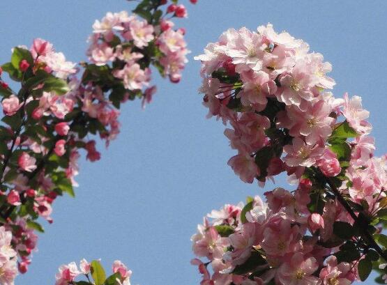 海棠花爛根怎么辦，海棠花爛根解決辦法