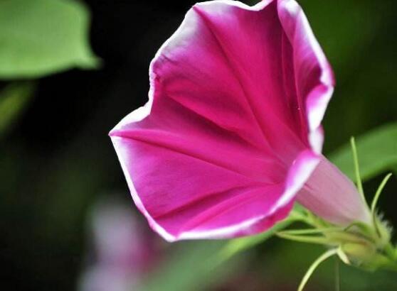 牽牛花葉子發(fā)黃怎么辦，牽?；ㄈ~子發(fā)黃解決辦法