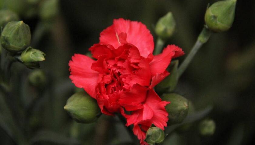 康乃馨幾天澆一次水，旺盛期和施肥時澆水的次數(shù)都不同