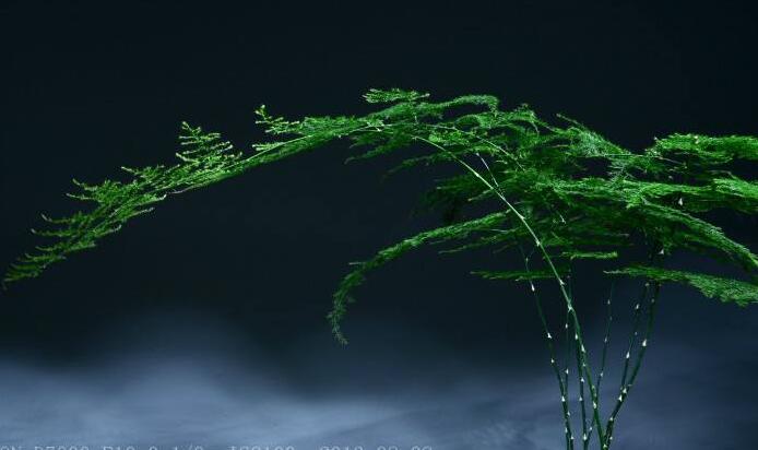 矮文竹怎么澆水，不合理的澆水會(huì)導(dǎo)致根部腐爛