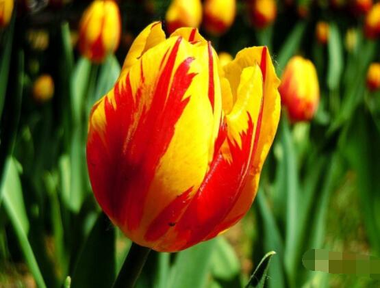 郁金香的花語及傳說，代表著愛的表白、永恒的祝福