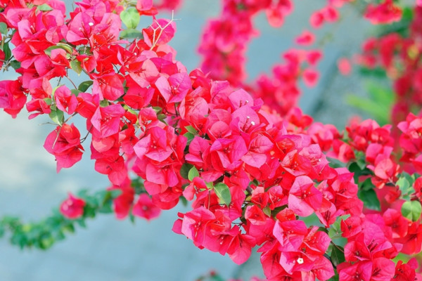 三角梅扦插時間和方法，可在春秋兩季扦插