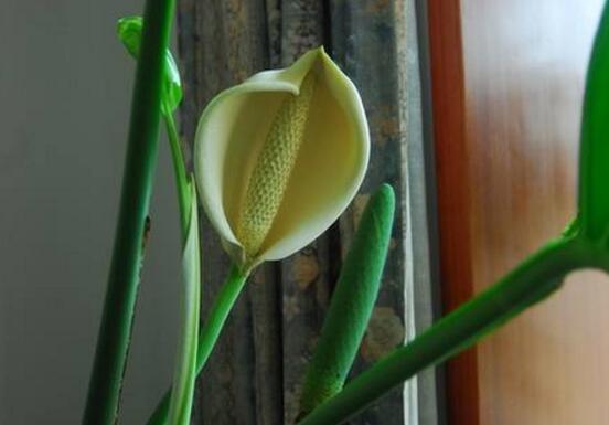 龜背竹什么時候開花，龜背竹養(yǎng)殖5-6年才可開花