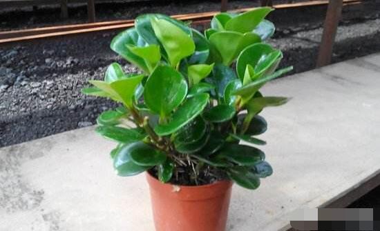 碧玉花葉子發(fā)黑怎么辦，四種原因以及解決辦法