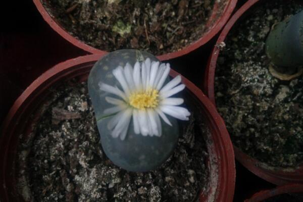 生石花可以活多久，只要養(yǎng)護(hù)得當(dāng)它的壽命可達(dá)百年