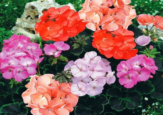 天竺葵怎么養(yǎng)，天竺葵養(yǎng)殖方法