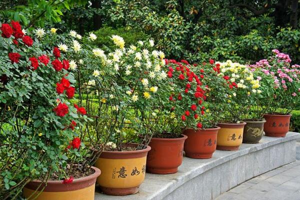 薔薇不開(kāi)花怎么辦，加強(qiáng)光照并補(bǔ)充養(yǎng)分