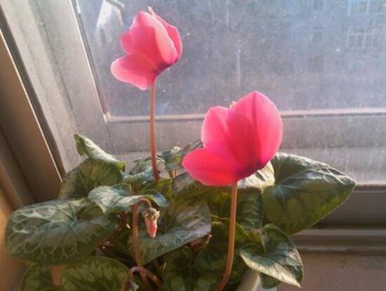 仙客來的寓意是什么，象征著喜迎貴客的美好寓意