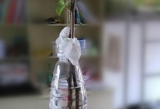 三角梅可以水培嗎，三角梅水培方法和注意事項(xiàng)