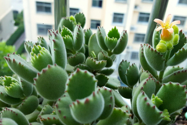 熊童子冬天怎么養(yǎng)，控溫控水/增光施肥