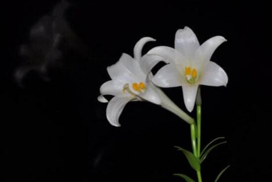 百合花花期多久，百合花開花后怎么處理/施肥澆水養(yǎng)護