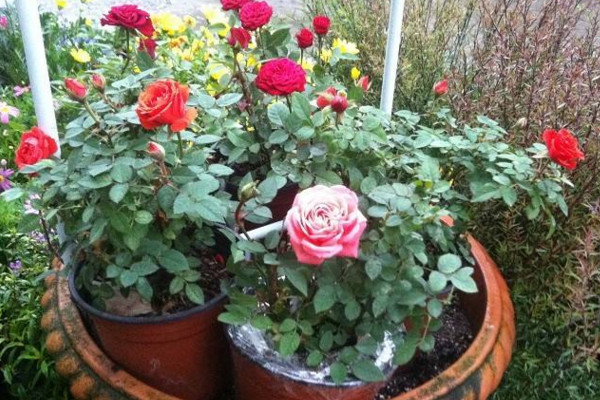 小玫瑰葉子發(fā)黃脫落