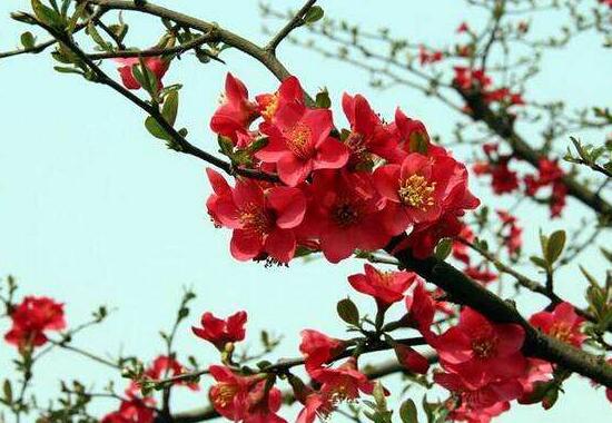 海棠花的風(fēng)水作用，海棠果的功效和作用
