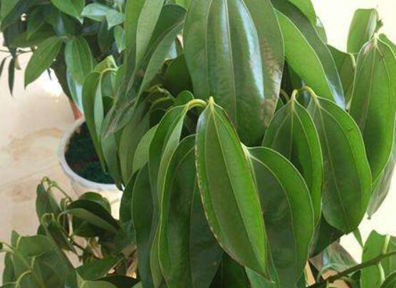 平安樹葉子發(fā)黃掉落怎么辦，教你四種解決辦法快速恢復(fù)生機(jī)