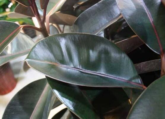 橡皮樹(shù)常見(jiàn)品種，盤點(diǎn)最好看的五大種類