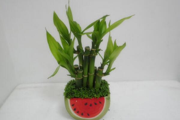 富貴竹多少根招財(cái)，富貴竹風(fēng)水知識(shí)大全