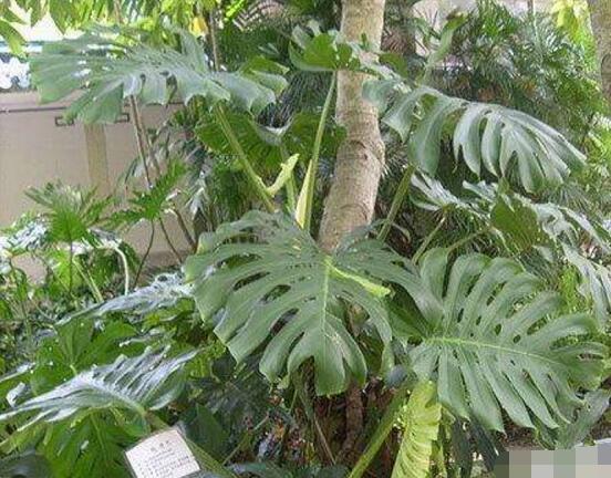 龜背竹有毒嗎，龜背竹可以放入室內(nèi)養(yǎng)嗎