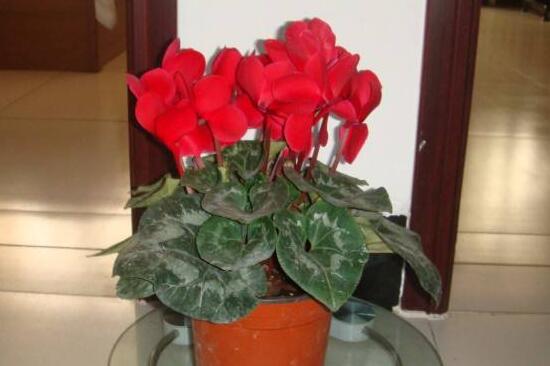 仙客來怎么養(yǎng)，仙客來的養(yǎng)殖方法和注意事項