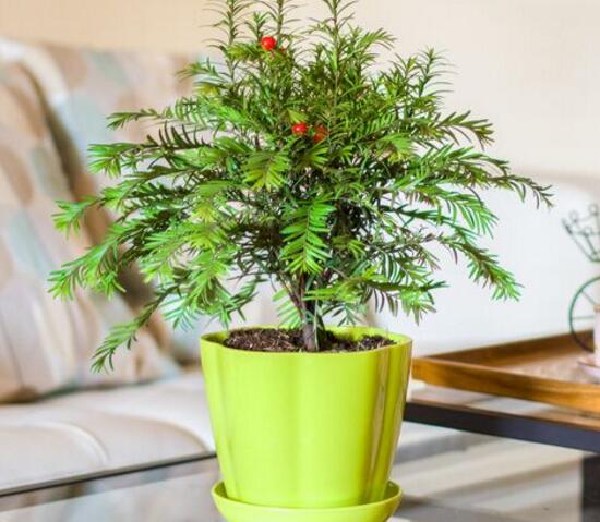 紅豆杉施什么肥好，紅豆杉施氮、磷、鉀肥最好