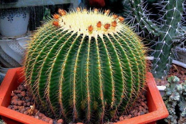 仙人球可以用沙子養(yǎng)嗎，光使用沙子是養(yǎng)不活的