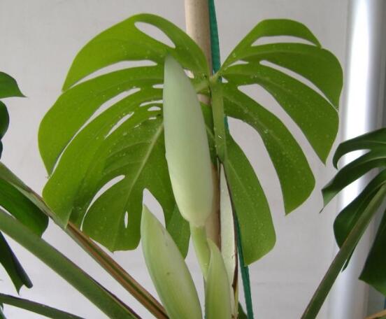 誤食龜背竹葉子怎么辦，第一時(shí)間去醫(yī)院積極治療(中毒較深)