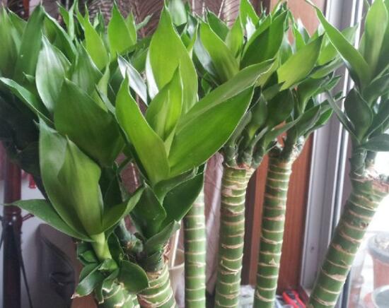 如何養(yǎng)好富貴竹，教你兩種最好養(yǎng)殖技巧(水養(yǎng)與土養(yǎng))