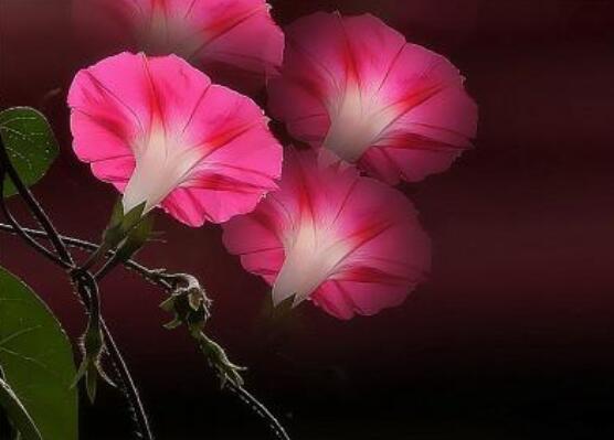 牽?；ǖ姆N植方法，教你簡(jiǎn)單易學(xué)的四種基本步驟