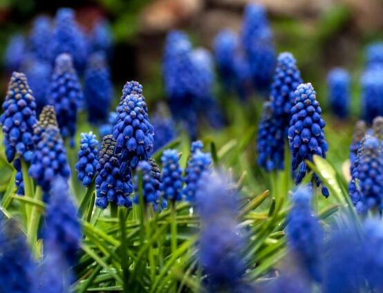 風(fēng)信子的水培方法，簡(jiǎn)單易學(xué)的四大水培基本步驟