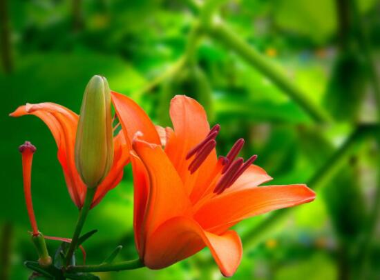 百合花插花瓶怎么養(yǎng)，教你六種基本步驟花開滿瓶