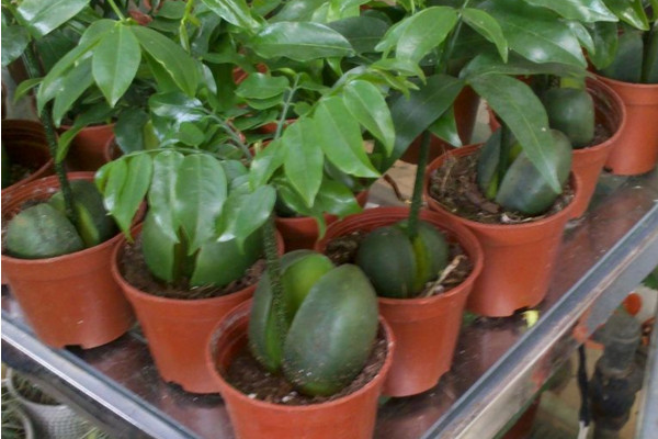 元寶樹的養(yǎng)殖方法和注意事項(xiàng)，保證土壤適宜、光照充足