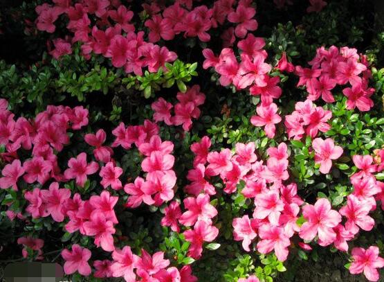 杜鵑花品種大全，杜鵑花十大最美品種