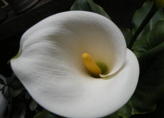 馬蹄蓮什么時(shí)候開花，馬蹄蓮不開花的原因