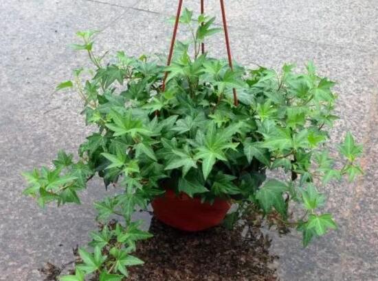 常春藤花語是什么，象征著忠誠與友誼